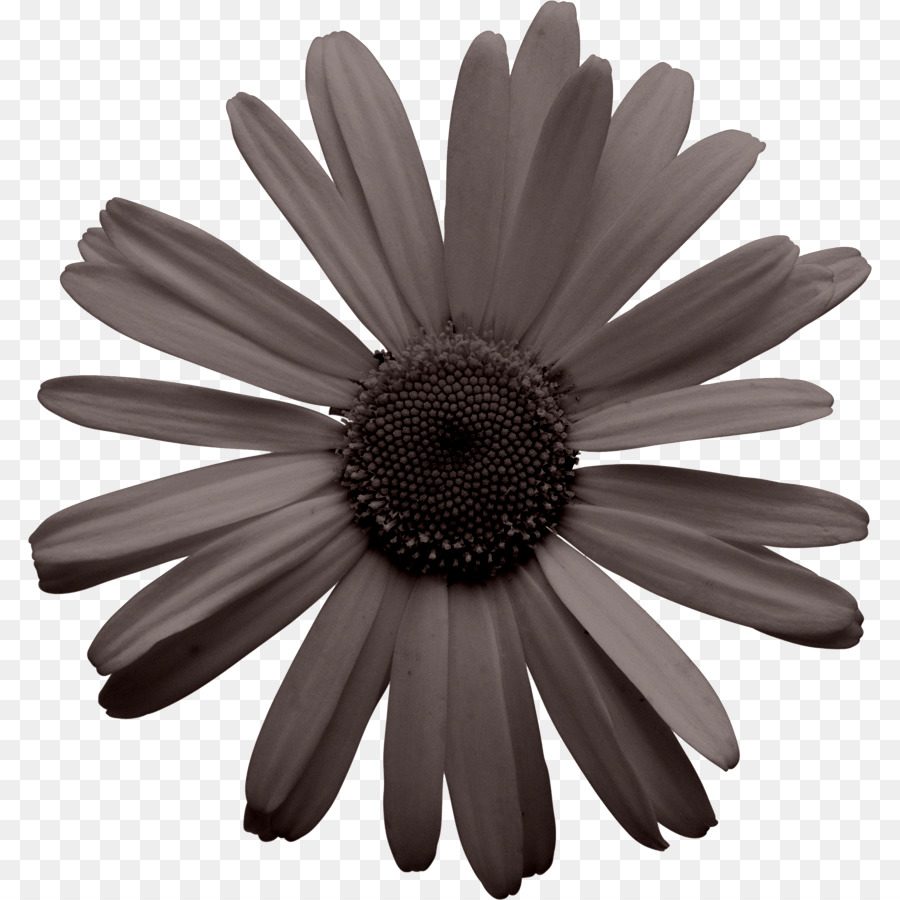 Común Daisy，Daisy Bell PNG