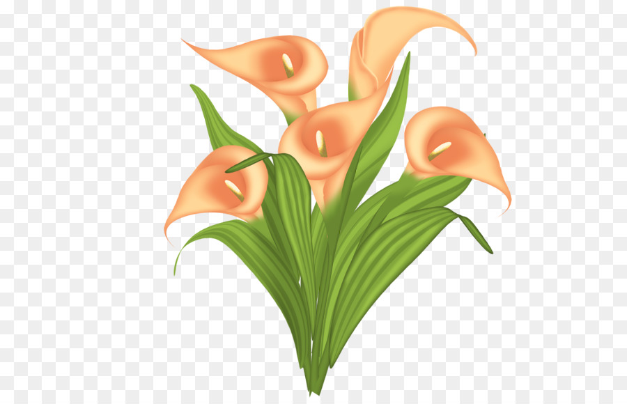 Flor，Arumlily PNG