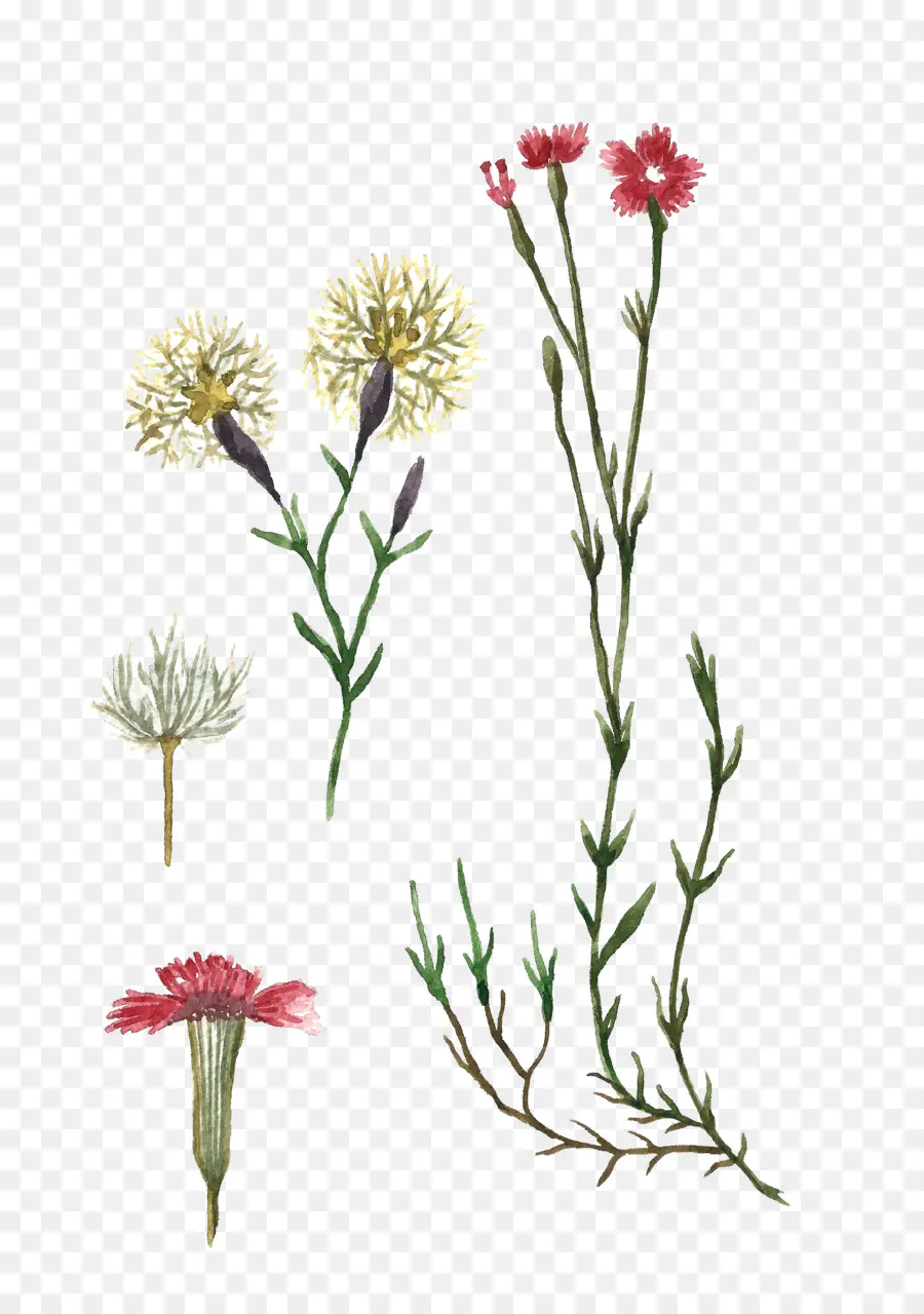 Dianthus Deltoides，Planta PNG