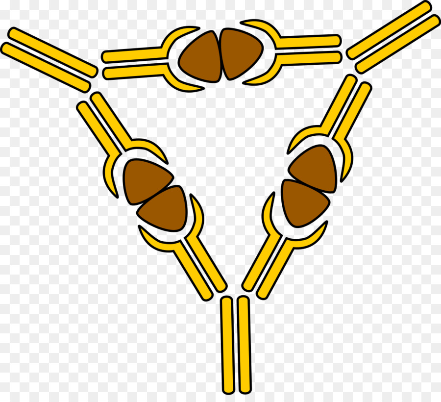 De Complejos Inmunes，Complejo Mayor De Histocompatibilidad PNG