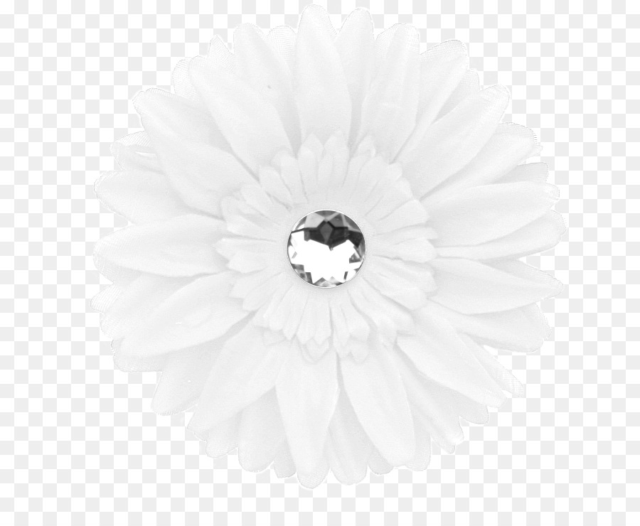 Transvaal Daisy，Blanco PNG