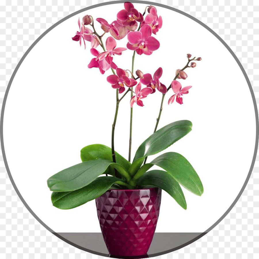 La Polilla De Las Orquídeas，Maceta PNG