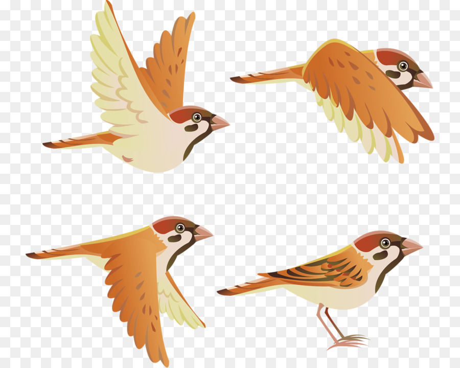 Aves，Plumas PNG