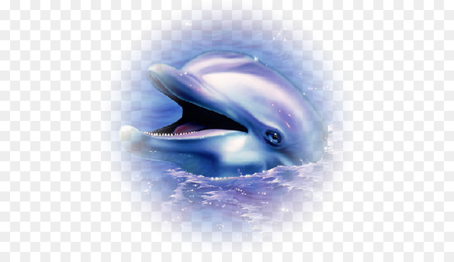 Delfín，Común Delfín Nariz De Botella PNG