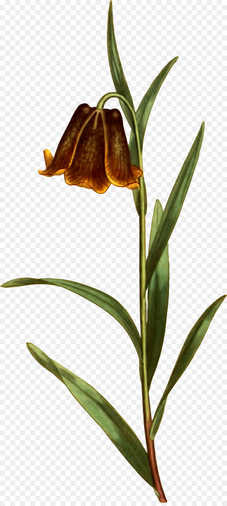 Fritillaries，Tallo De La Planta PNG