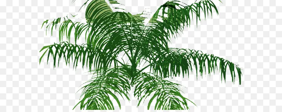 Arecaceae，árbol PNG