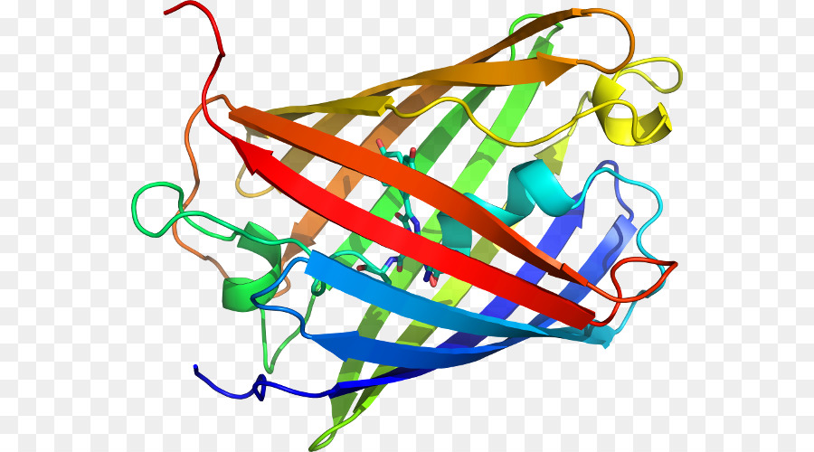 Estructura De La Proteína，Biología PNG