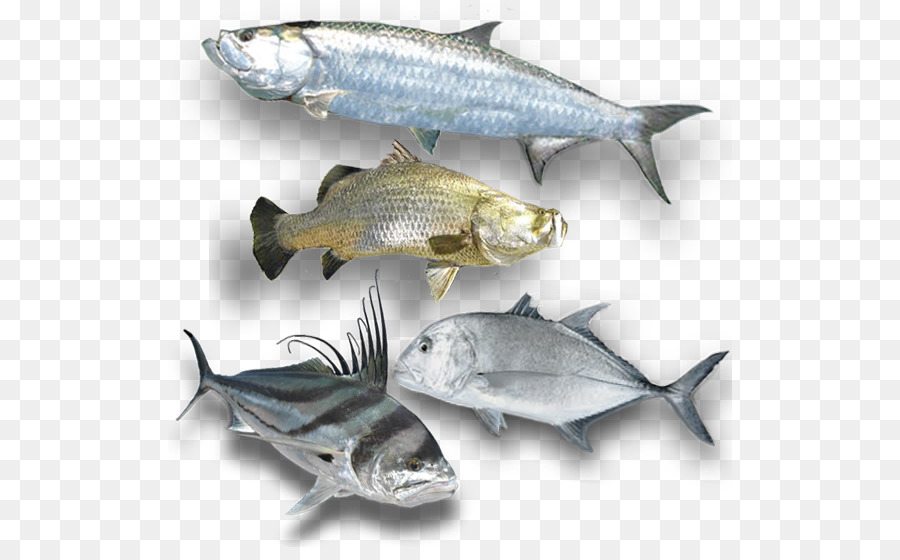 Varios Peces，Acuático PNG