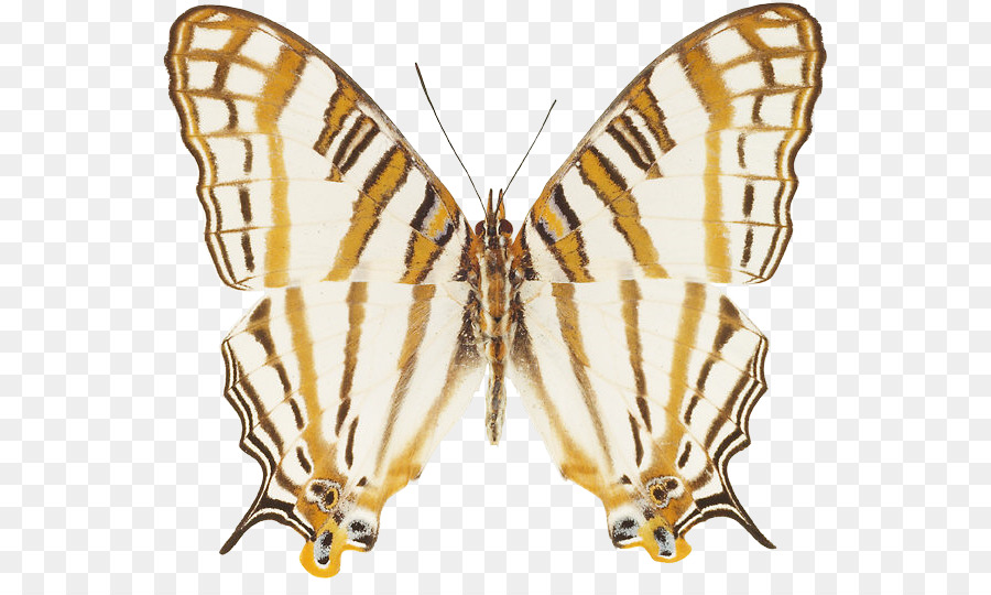 La Mariposa Monarca，Pintura PNG