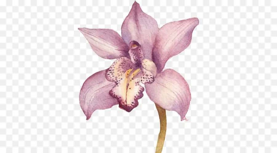 Dibujo，Las Orquídeas PNG