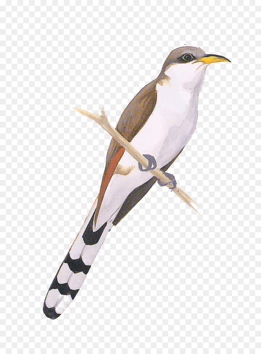 Pájaro，Encaramado PNG