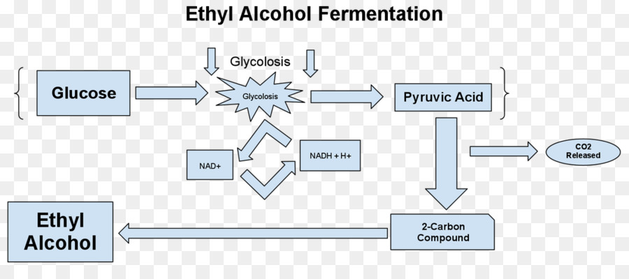 La Fermentación Del Etanol，La Fermentación PNG