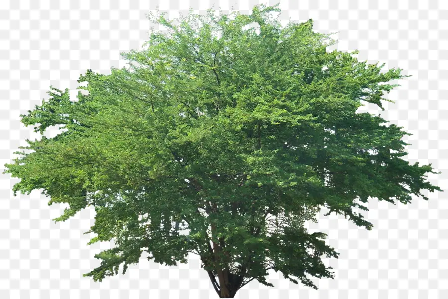 árbol Verde，Árbol PNG