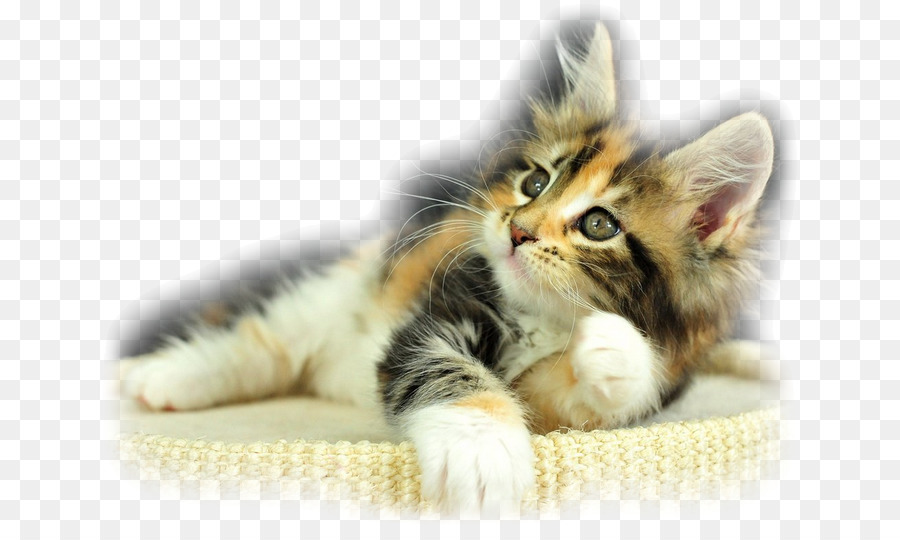 Gatito，Maine Coon PNG