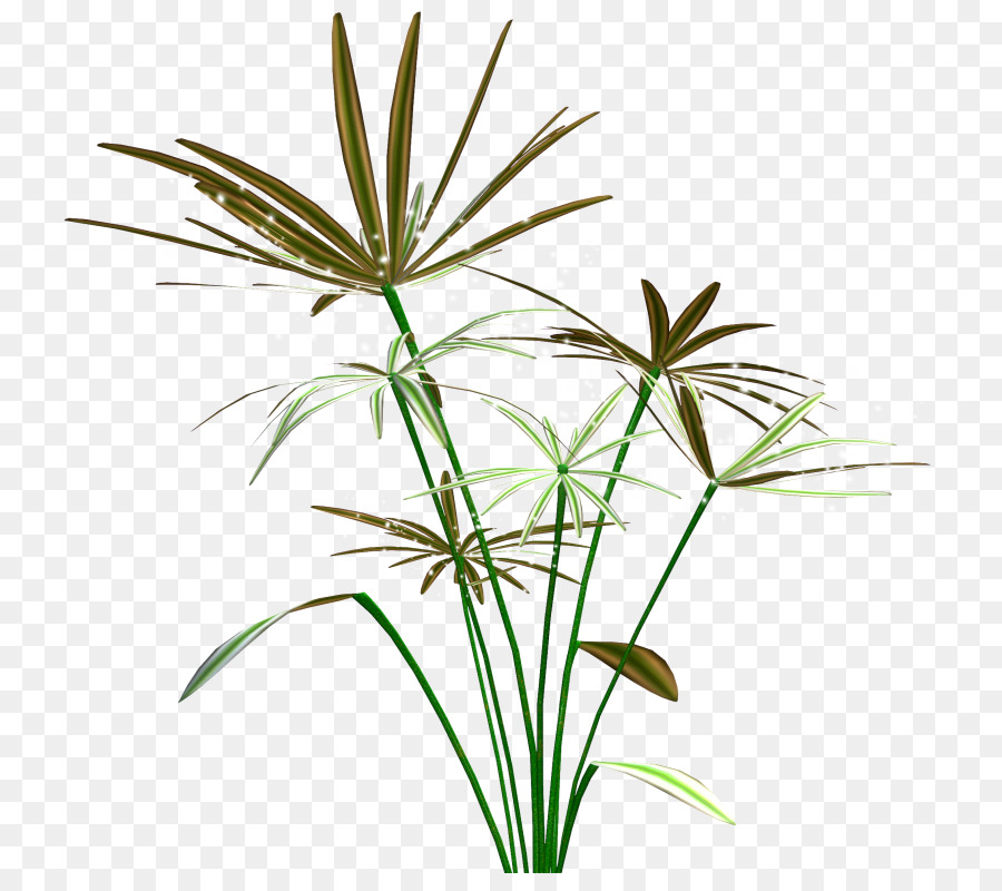 Las Plantas Acuáticas，Planta PNG