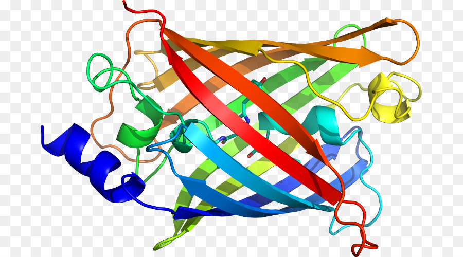 Estructura Proteica，Biología PNG