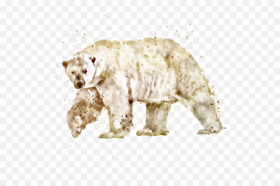 Oso Polar，Oso PNG