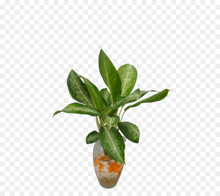 Planta En Maceta，Planta PNG