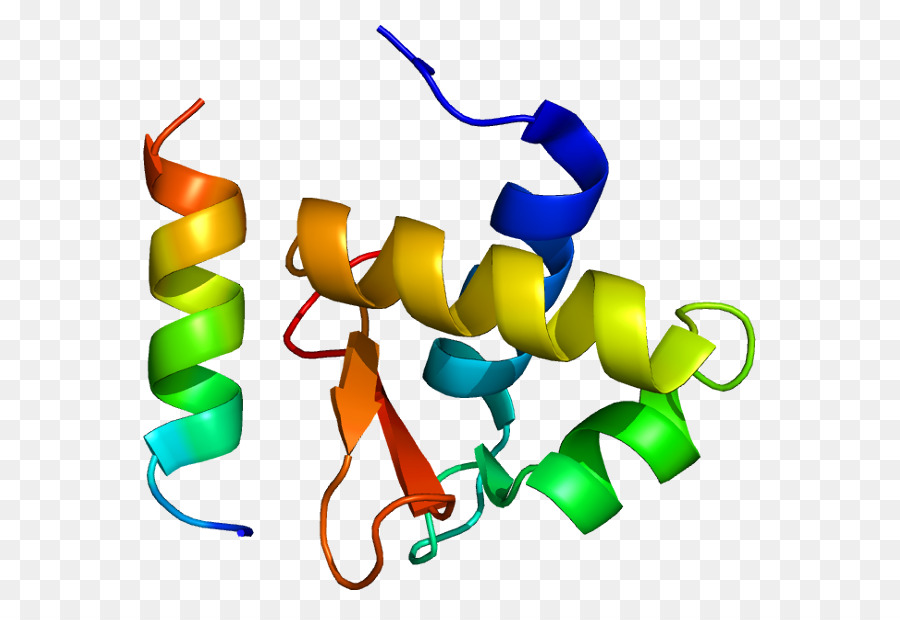 La Proteína De Replicación，La Proteína De Replicación A2 PNG
