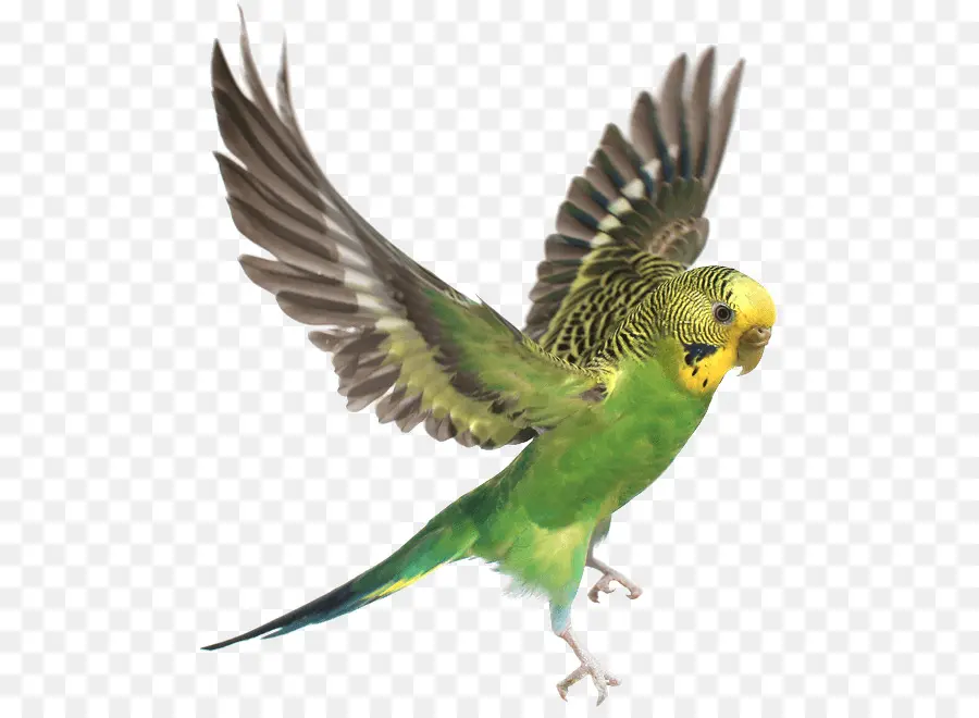 Budgericar，Parrot PNG