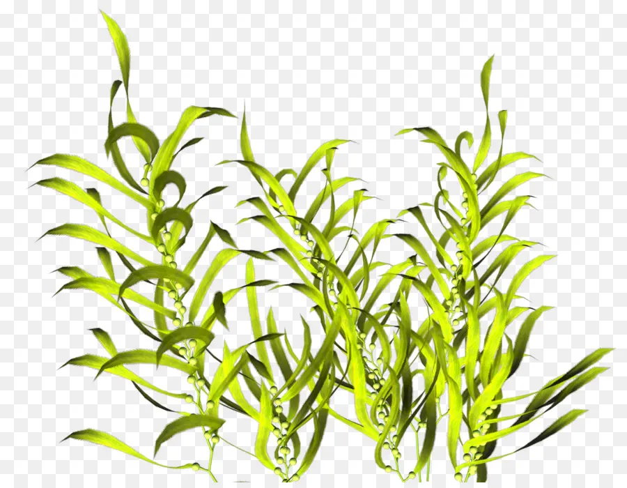 Las Plantas Acuáticas，Las Algas PNG