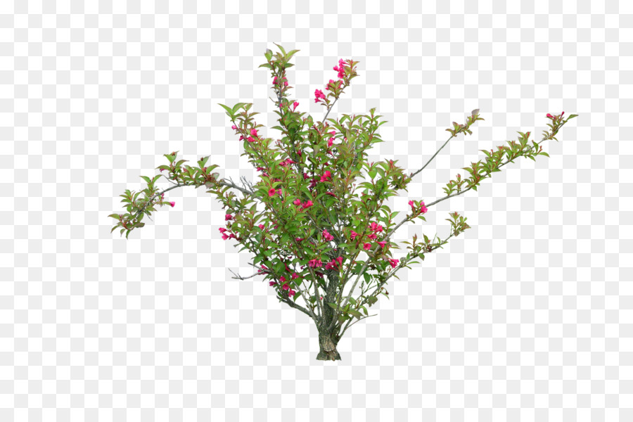 Planta Con Flores，Flores PNG