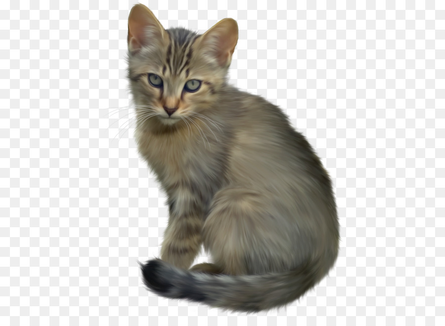 Perro，Maine Coon PNG