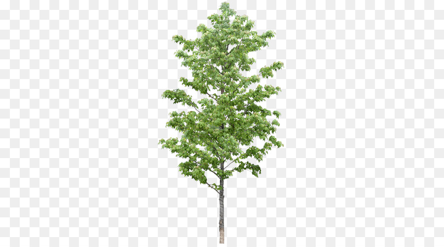 Árbol，Planta PNG