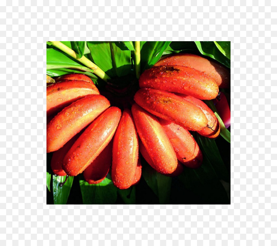 Musa Velutina，Banana Rojo PNG
