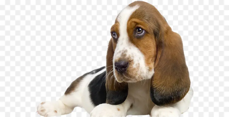 Perro Beagle，Mascota PNG