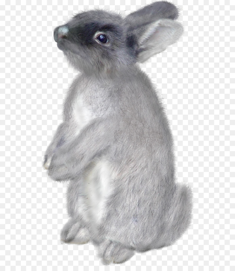 Conejo Gris，Conejito PNG