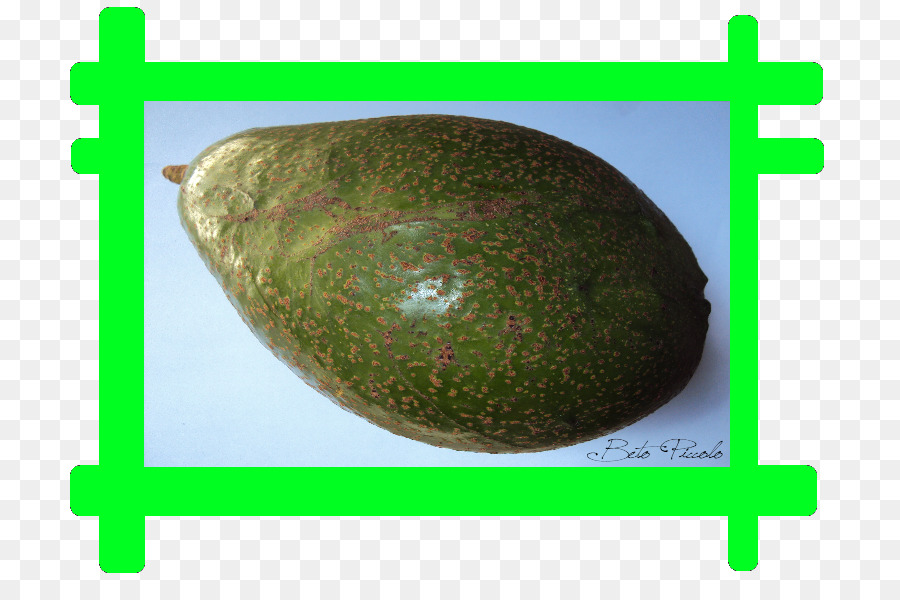 Melón，La Fruta PNG