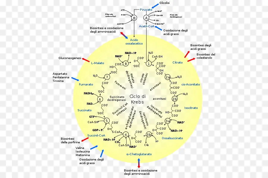 Ciclo Del ácido Cítrico，El ácido Cítrico PNG