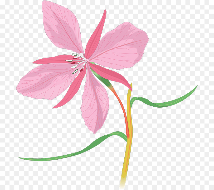 Flor Rosa，Hojas PNG