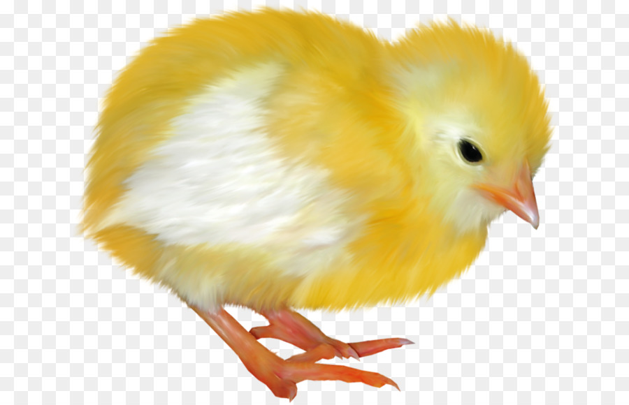 Pollo，Blog PNG