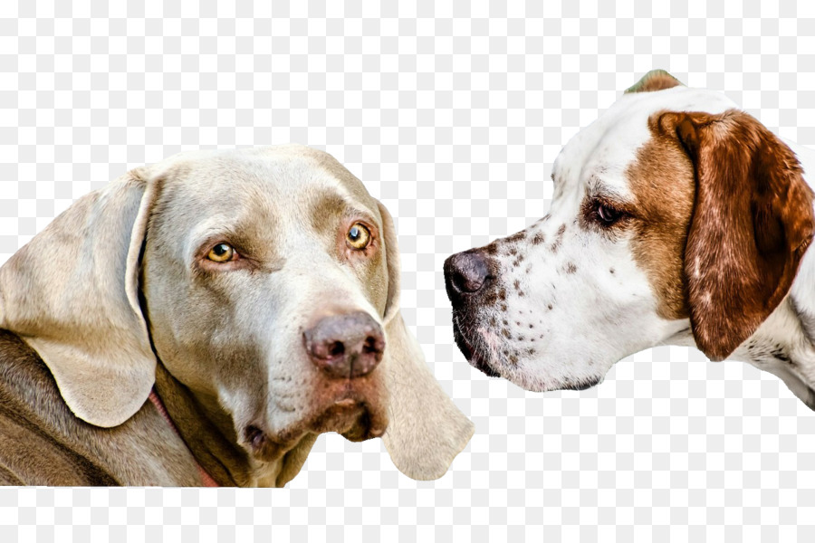 Perro Tejonero，Cachorro PNG