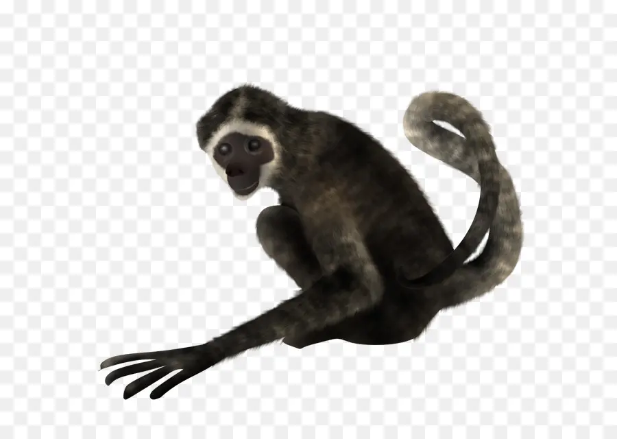 Mono，Primate PNG