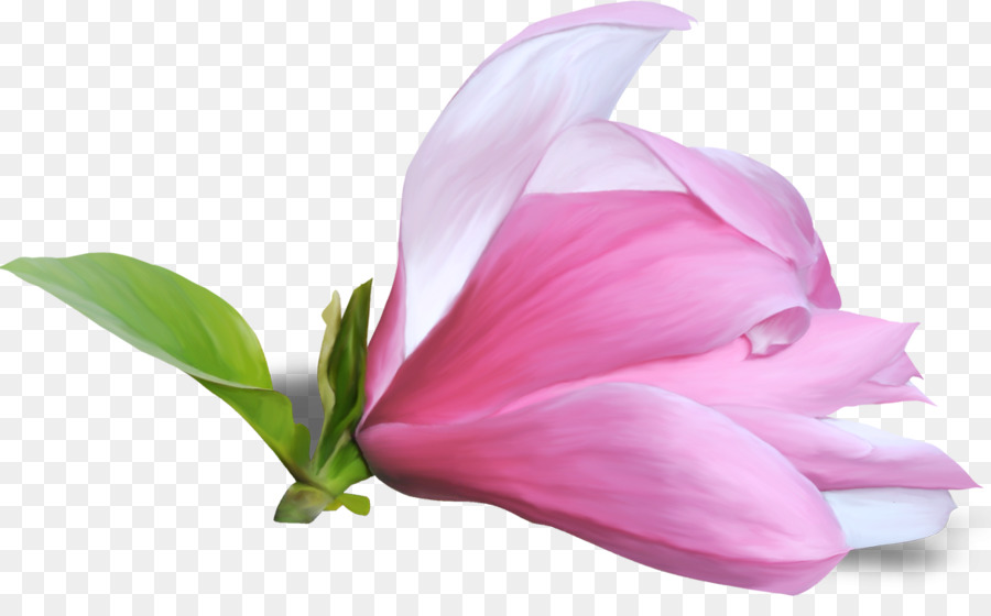 Flor，Magnolia PNG