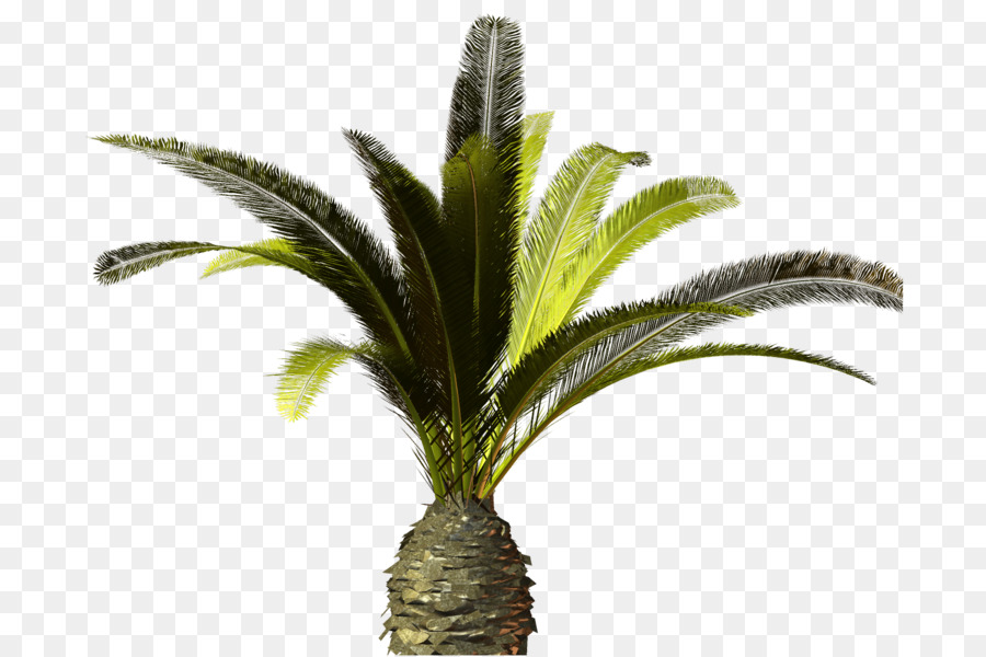 Palmera，Tropical PNG