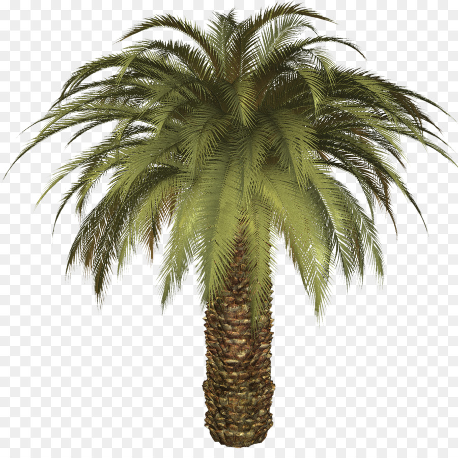 Palmera，Tropical PNG