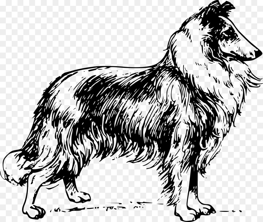 Rough Collie，Border Collie PNG