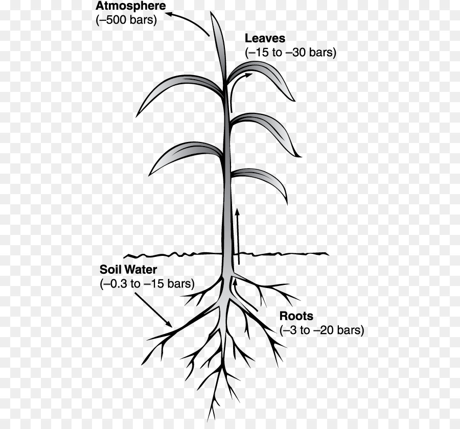 El Potencial De Agua，Agua PNG