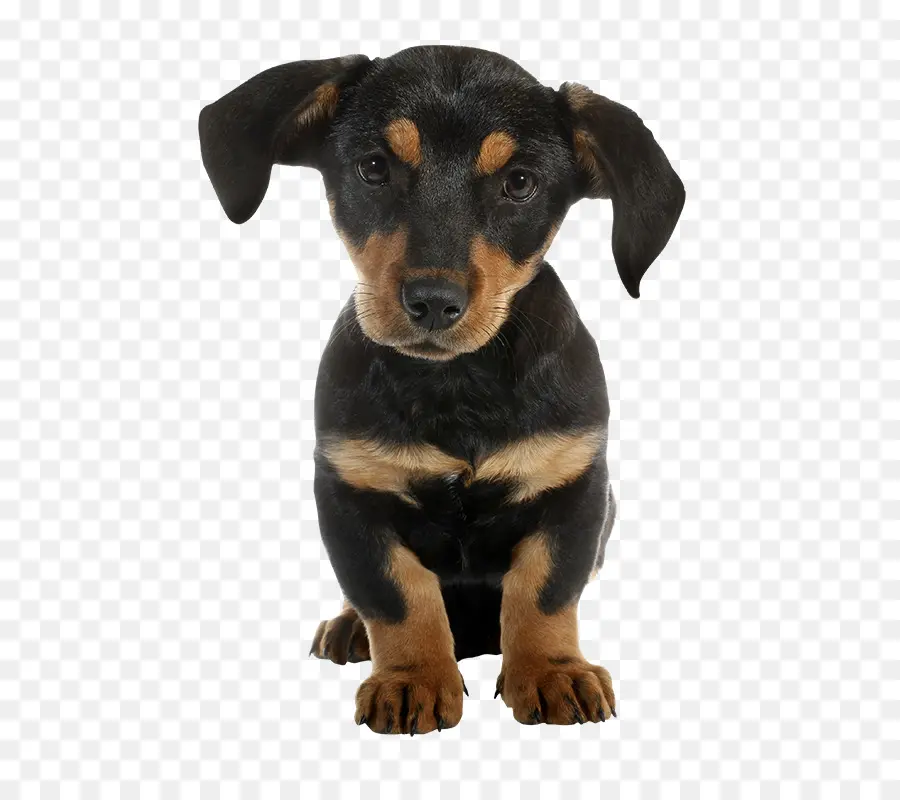 Perro Tejonero，Cachorro PNG