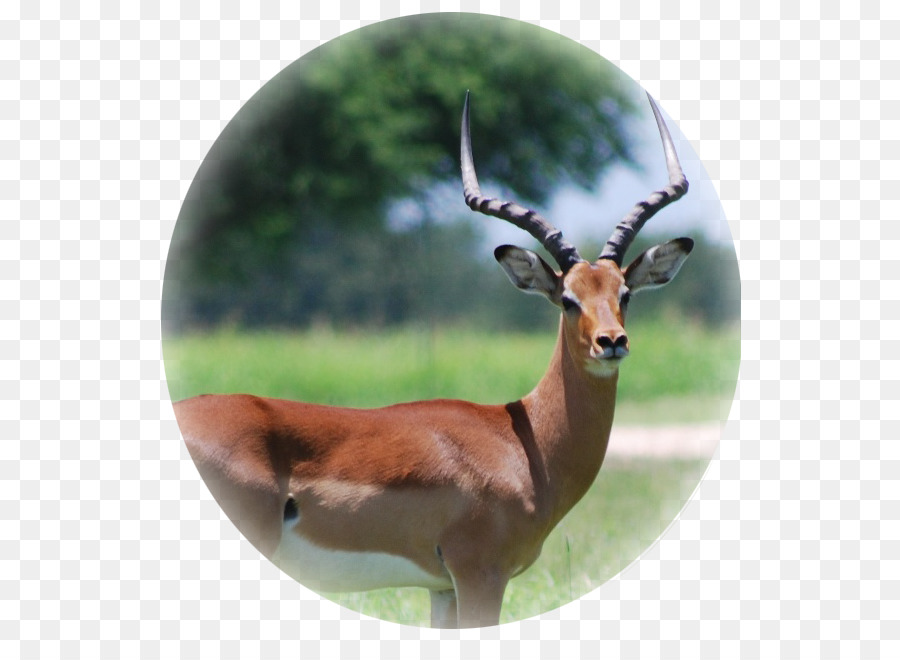 Impala，Gemsbok PNG