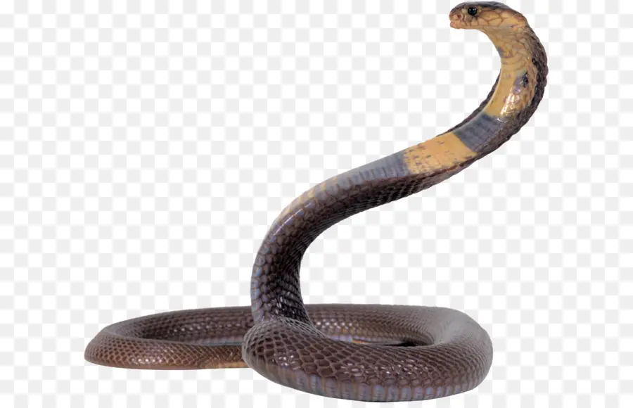 La Serpiente，Reptiles PNG