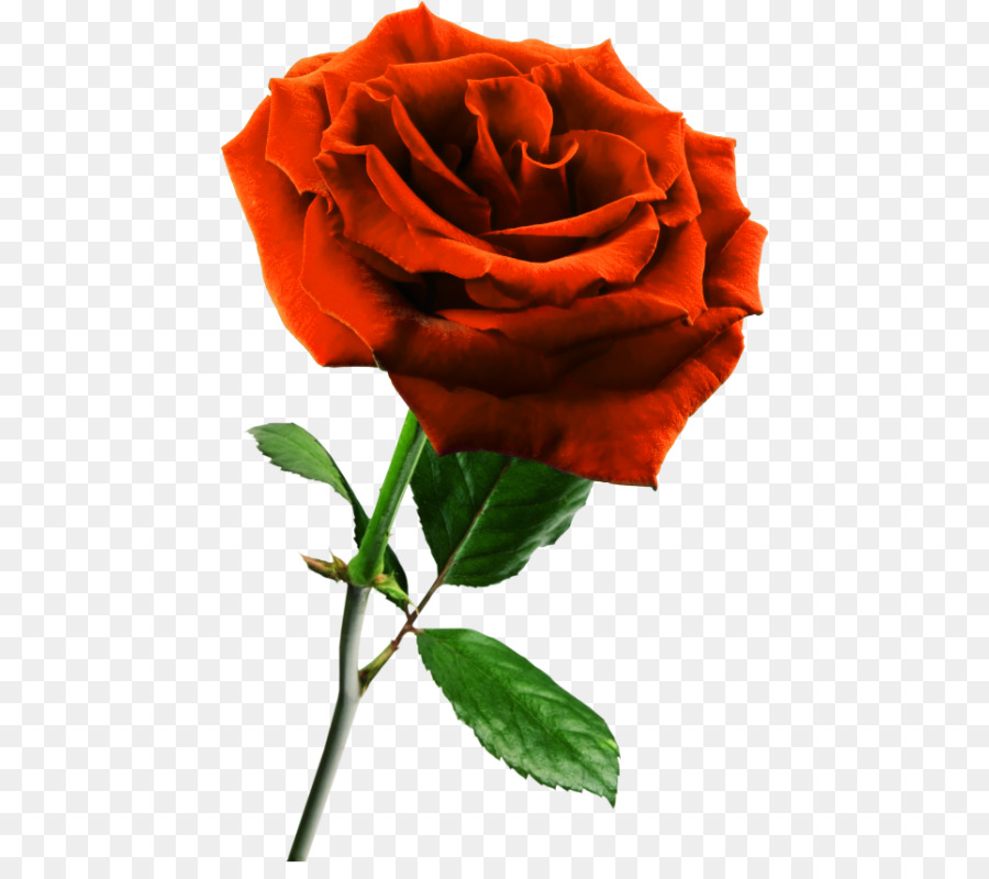 Rosa，Flor PNG