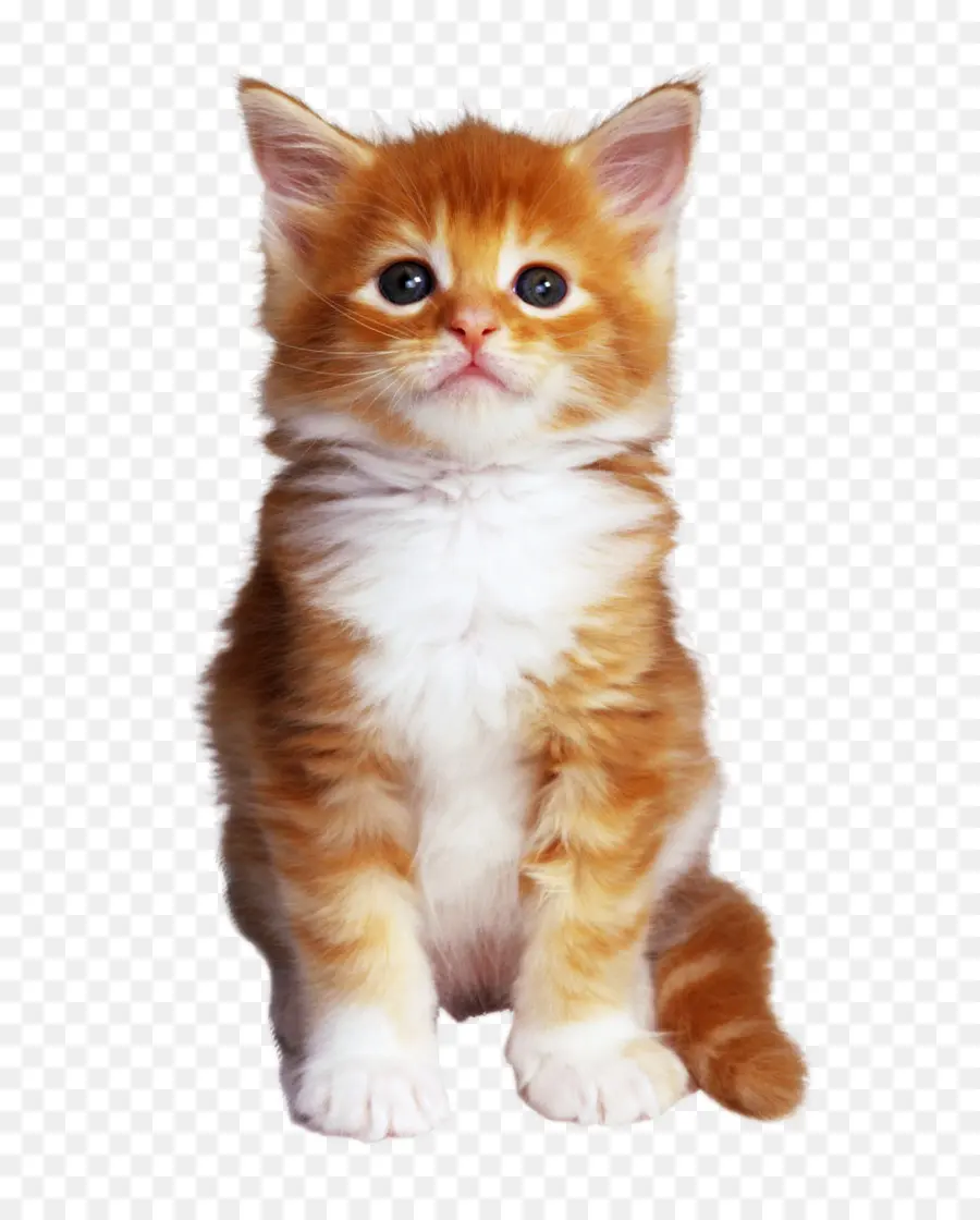 Gato De Bengala，Gatito PNG