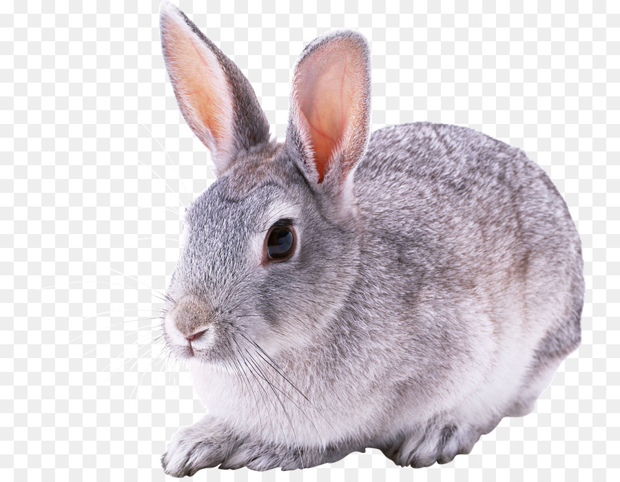 Conejo，Conejito PNG