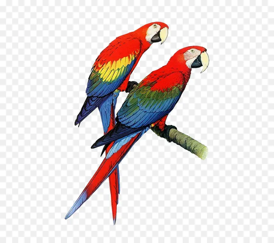 Loro Colorido，Pájaro PNG