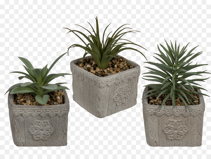 Maceta，Cactaceae PNG